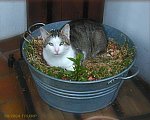 Kater auf der Waage